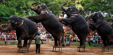 Dehiwala Zoo elephants show